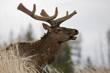 USA, Yellowstone Park, Elk (Cervus canadensis), side view - FOF01839