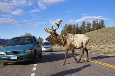 USA, Yellowstone Park, Elch ((Cervus canadensis)) überquert Straße - FOF01838