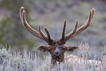 USA, Yellowstone Park, Elch (Cervus canadensis) im Feld liegend - FOF01837