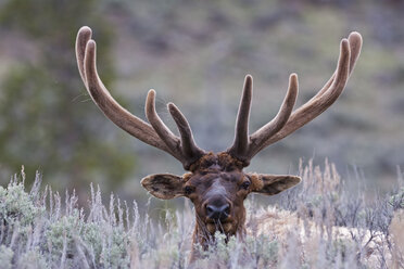 USA, Yellowstone Park, Elk (Cervus canadensis) lying in field - FOF01837