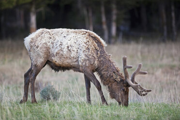 USA, Yellowstone Park, Elk grazing in field ((Cervus canadensis) - FOF01836
