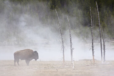 USA, Yellowstone Park, Amerikanischer Bison (Bison bison) beim Grasen am Geysir - FOF01835