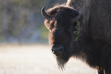 USA, Yellowstone Park, Amerikanischer Bison (Bison bison), Porträt, Nahaufnahme - FOF01834