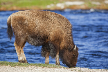 USA, Yellowstone Park, Bison (Bison bison) Trinkwasser - FOF01833