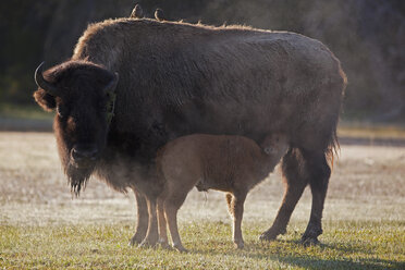 USA, Yellowstone Park, Amerikanischer Bison (Bison bison) mit säugendem Kalb - FOF01832