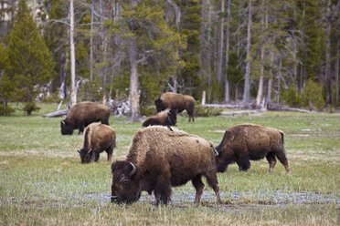 USA, Yellowstone Park, Amerikanischer Bison (Bison bison), Herde grasend und trinkend - FOF01831