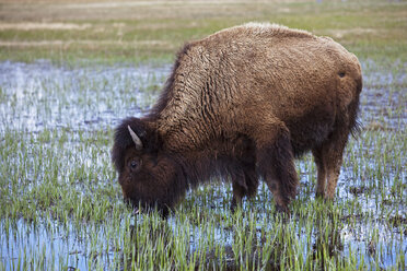 USA, Yellowstone Park, Amerikanischer Bison (Bison bison), Trinkwasser - FOF01830