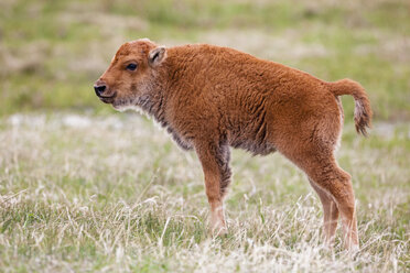 USA, Yellowstone Park, American bison (Bison bison), calf - FOF01829