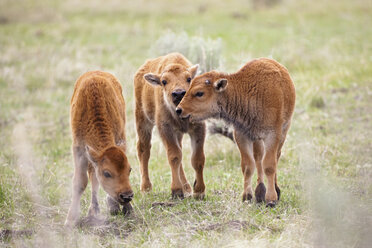 USA, Yellowstone Park, American bisons (Bison bison), three calves - FOF01828