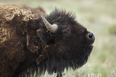 USA, Yellowstone Park, Amerikanischer Bison (Bison bison), Nahaufnahme - FOF01827