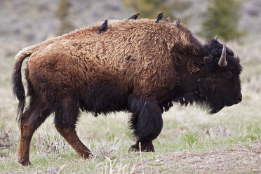 USA, Yellowstone Park, American Bison (Bison bison) with birds on back - FOF01826