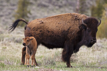 USA, Yellowstone Park, Amerikanischer Bison (Bison bison) mit Kalb - FOF01825