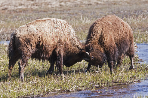 USA, Yellowstone Park, Amerikanische Bisons (Bison bison) in der Gegenüberstellung - FOF01824