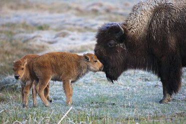 USA, Yellowstone Park, Amerikanischer Bison (Bison bison) mit Kalb - FOF01823