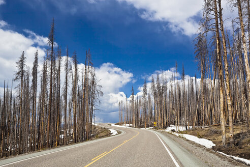 USA, Yellowstone Park, Abgestorbene Bäume am Straßenrand - FOF01822