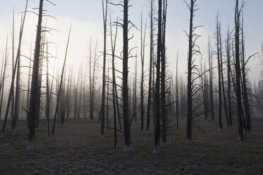 USA, Yellowstone Park, Dead trees in misty landscape - FOF01806