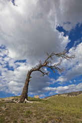 USA, Wyoming, Yellowstone National Park, Abgestorbener Baum in Landschaft - FOF01780