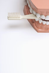 Set of dentures and toothbrush - KJF00069