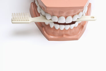 Set of dentures and toothbrush - KJF00068