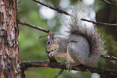 USA, Kalifornien, Yosemite National Park, Grauhörnchen (Sciurus griseus), Nahaufnahme - FOF01899