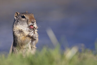 USA, Wyoming, Grand-Teton-Nationalpark, Ein Uinta-Erdhörnchen (Spermophilus armatus), Nahaufnahme - FOF01876