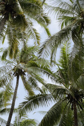 Asia, Indonesia, Bali, Palm trees, low angle view - JRF00117