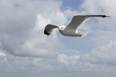 Germany, Amrum, Seagull in flight - AWDF00416