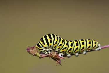 Germany, Bavaria, Caterpillar of the swallowtail butterfly (Papilio machaon) on plant stem, close-up - FOF01992