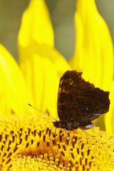 Germany, Bavaria, Peacock butterfly (Inachis io) on sunflower (Helianthus annuus), close-up - FOF01989