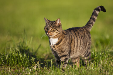 Deutschland, Bayern, Katze auf der Wiese - FOF01987