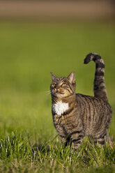 Germany, Bavaria, Cat in meadow - FOF01986