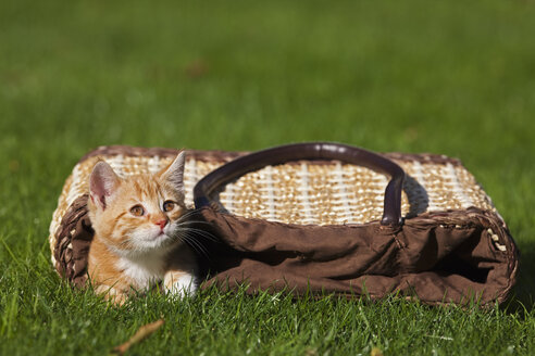 Germany, Bavaria, Ginger kitten lying in shopping bag - FOF01977