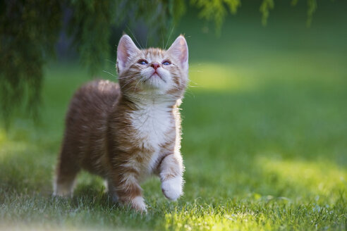 Germany, Bavaria, Ginger Kitten in grass looking up, portrait - FOF01971