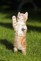 Germany, Bavaria, Ginger kitten playing in grass, portrait - FOF01966