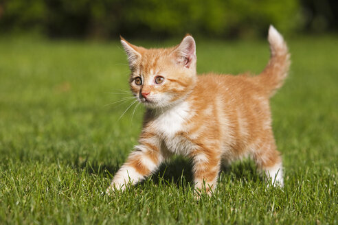 Germany, Bavaria, Ginger kitten outdoors - FOF01961