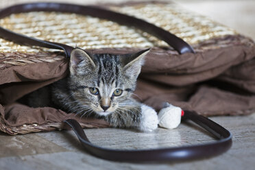 Kitten in shopping bag, portrait - FOF01959