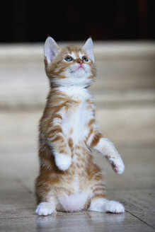 Ginger kitten, portrait - FOF01956