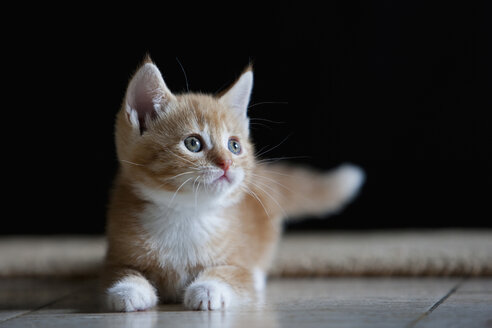 Ginger kitten, portrait - FOF01955