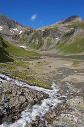 Österreich, Großglockner Hochalpenstraße, Gebirgsbach, Viehherde im Hintergrund - FOF01951