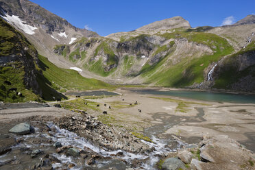 Österreich, Großglockner Hochalpenstraße, Gebirgsbach, Viehherde im Hintergrund - FOF01950