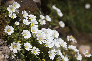 Österreich, Alpenmausohr (Cerastium alpinum), Nahaufnahme - FOF01943