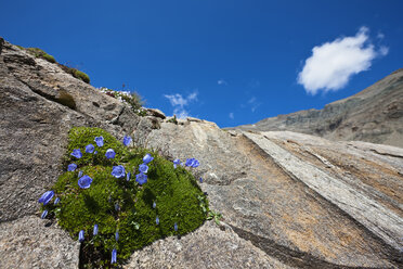 Österreich, Scheuchzers Glockenblume (Campanula scheuchzeri), Blütenpflanze - FOF01939