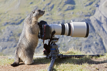 Österreich, Großglockner, Alpenmurmeltier (Marmota marmota) vor der Kamera stehend - FOF01938