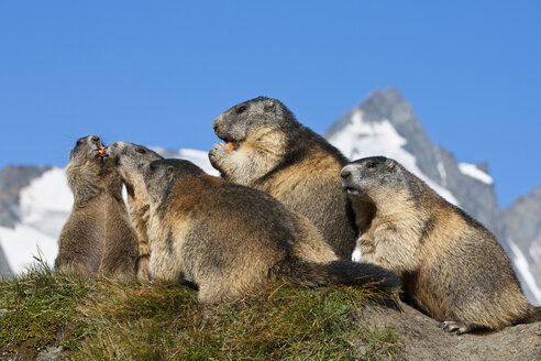 Österreich, Großglockner, Alpenmurmeltiere (Marmota marmota) - FOF01931