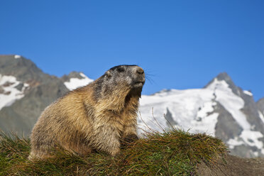 Österreich, Großglockner, Alpenmurmeltier (Marmota marmota) - FOF01928