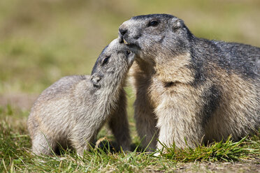 Österreich, Alpenmurmeltiere (Marmota marmota) - FOF01927