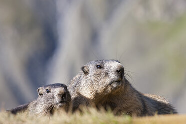 Österreich, Alpenmurmeltiere (Marmota marmota) - FOF01926