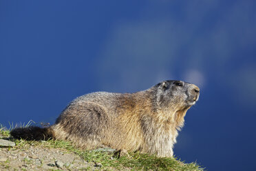 Österreich, Alpenmurmeltier (Marmota marmota) - FOF01925