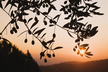 Italien, Toskana, Olivenbaum bei Sonnenaufgang, Nahaufnahme - GWF01060