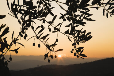 Italien, Toskana, Olivenbaum bei Sonnenaufgang, Nahaufnahme - GWF01059